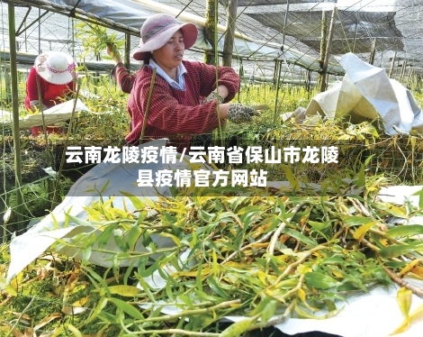 云南龙陵疫情/云南省保山市龙陵县疫情官方网站