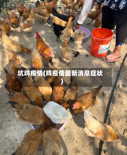 坑鸡疫情(鸡疫情最新消息症状)-第1张图片